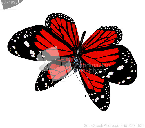 Image of Butterfly