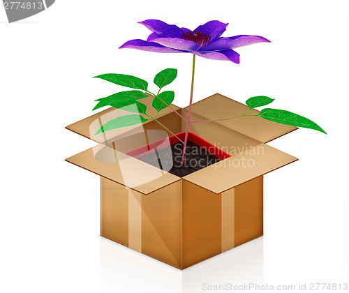 Image of Clematis in a pot out of the box