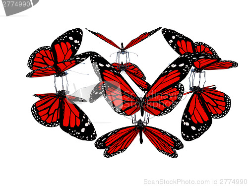 Image of Butterflies