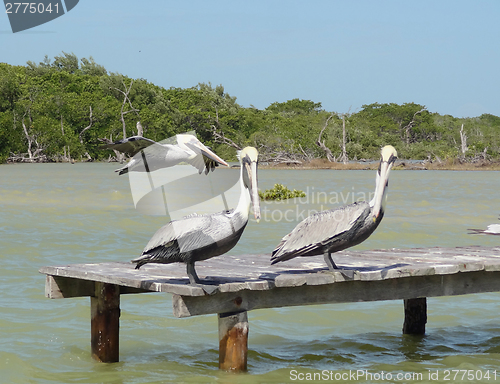 Image of Pelicans on pier