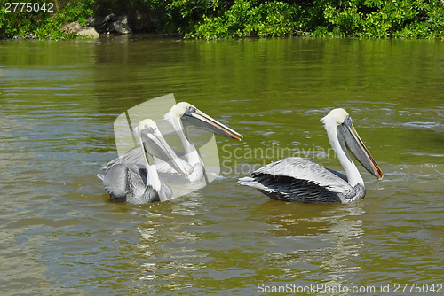 Image of Pelicans