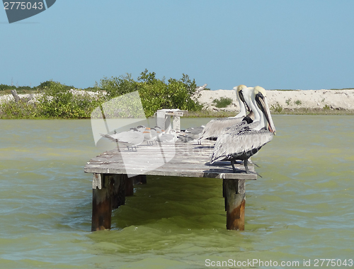 Image of water birds on pier