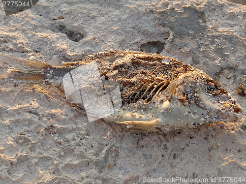 Image of dead fish in the sand