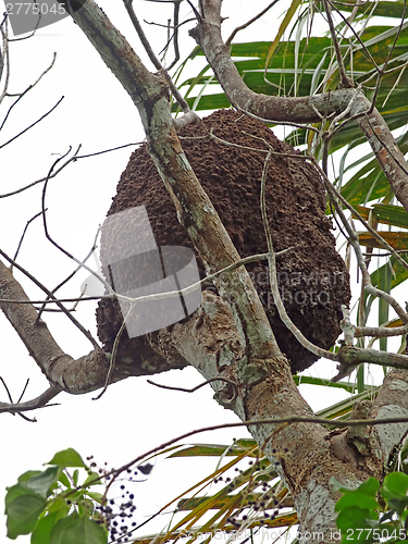 Image of arboreal termite nest