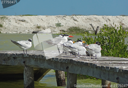 Image of water birds on pier