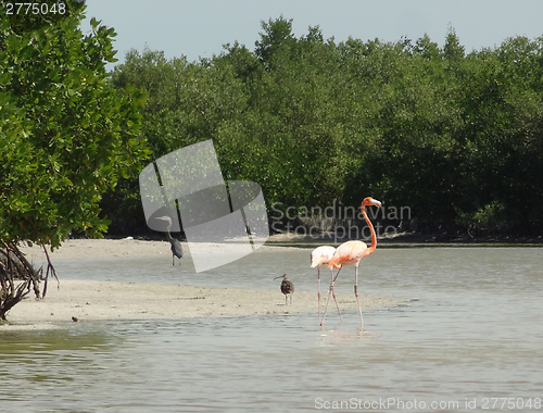 Image of mexican flamingo