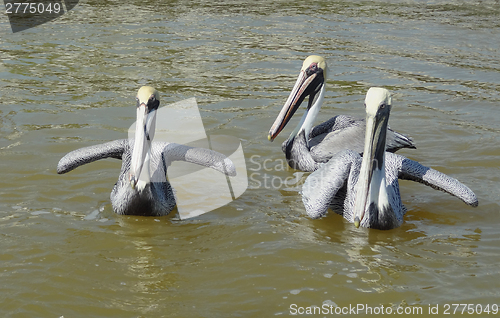 Image of Pelicans