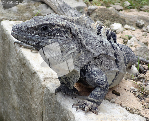 Image of big lizard portrait