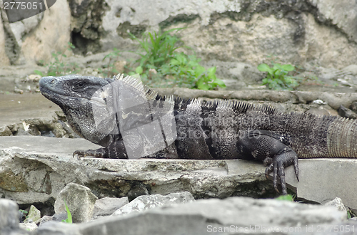 Image of big lizard