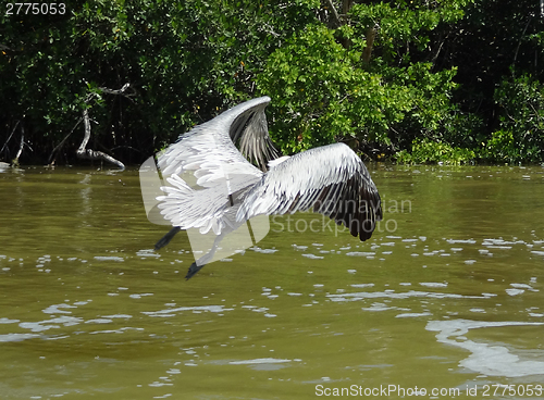 Image of flying Pelican