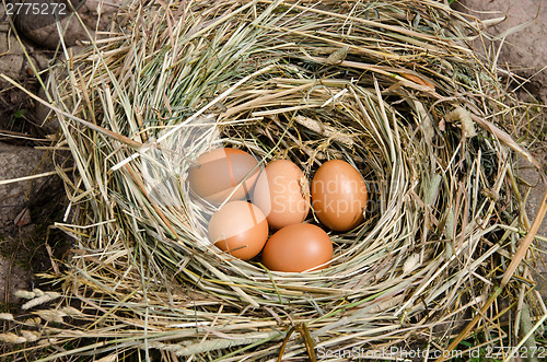 Image of small chicken eggs in nest of hay outdoor 