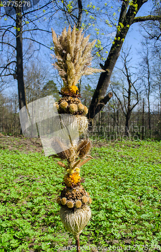 Image of palm composition from dry grass sedge flowers  