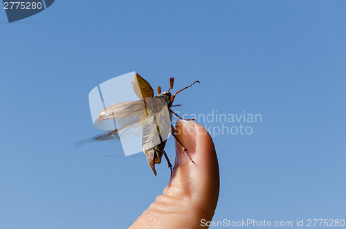 Image of maybug crawl human finger tip  antennas 