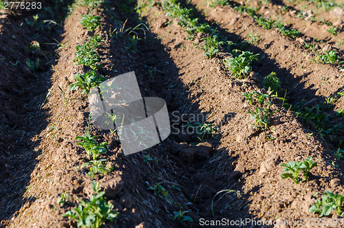 Image of long garden bed with potato seedlings on spring 