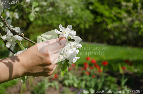 Image of hand hold white apple tree blossom on garden  