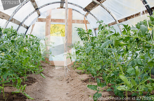 Image of view inside greenhouse grown tomato plants 