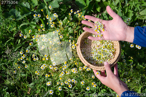 Image of female hand pick camomile herb flower blooms 