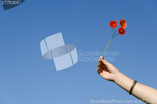 Image of Woman hand hold poppy flower blooms on blue sky 