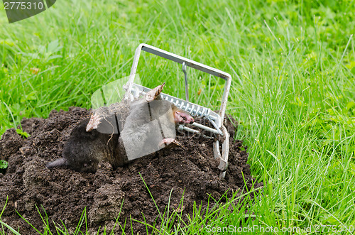 Image of Dead mole caught steel trap lie near mole hill 