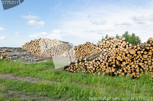 Image of firewood fuel birch and pine logs stack forest 