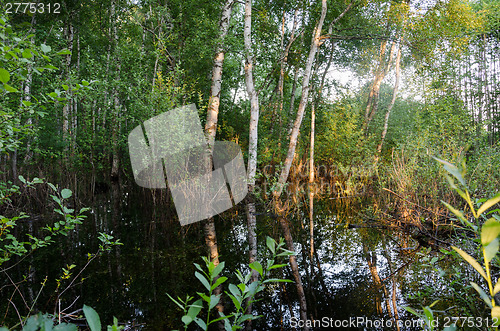 Image of flooded forest trees sunset reflections on water 