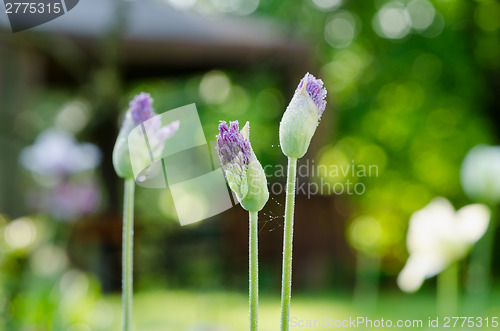 Image of unexpanded garlic flower buds with dew drops 