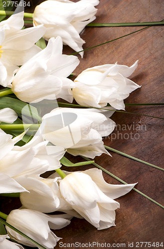 Image of    Bouquet of white tulips