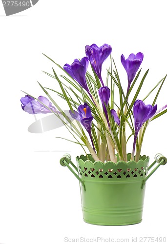 Image of Crocus flower in the spring