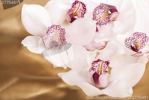 Image of Close-up of white orchids flowers