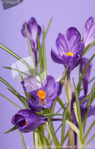 Image of Crocus flower in the spring