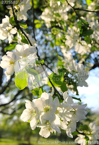 Image of Apple blossoms in spring