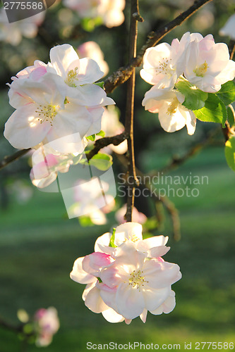 Image of Apple blossoms in spring