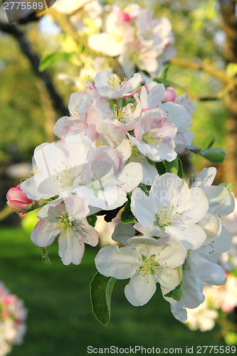 Image of Apple blossoms in spring 