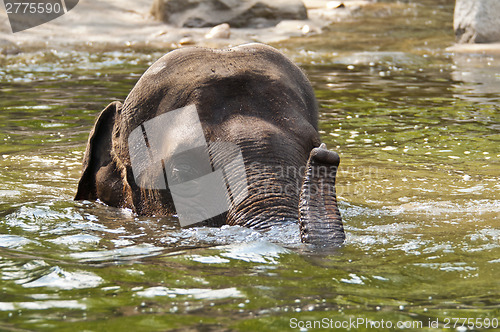 Image of Elephants in the water