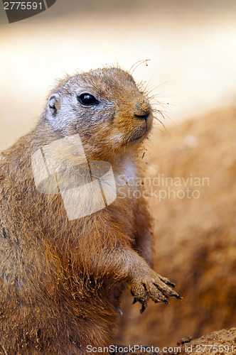 Image of Black-tailed prairie dog