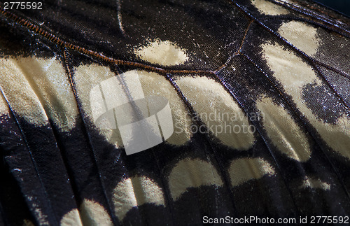 Image of Butterfly wing