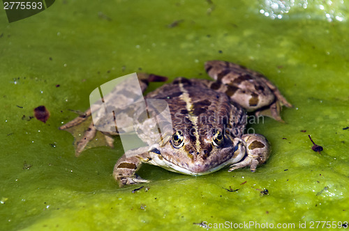 Image of Frog