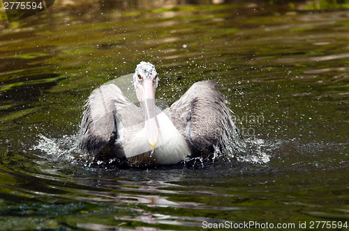 Image of Young pelican