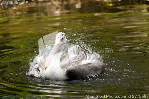 Image of Young pelican