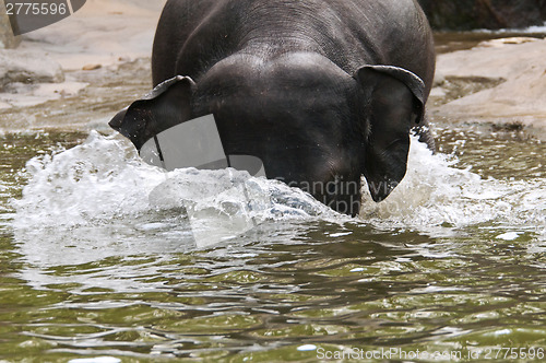 Image of Elephants in the water