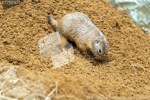 Image of Black-tailed prairie dog