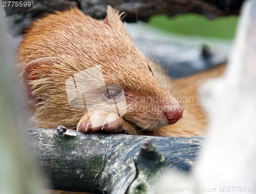 Image of Mongoose