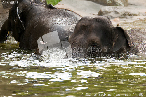 Image of Two elephants in the water