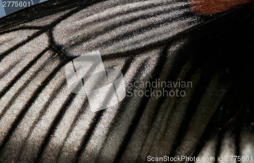 Image of Butterfly wing