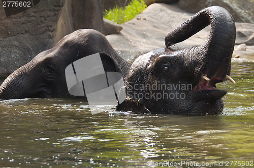 Image of Two elephants in the water