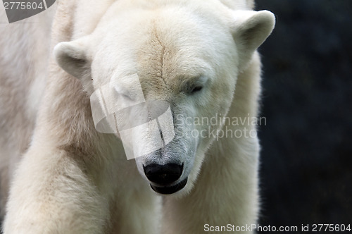 Image of Polar bear