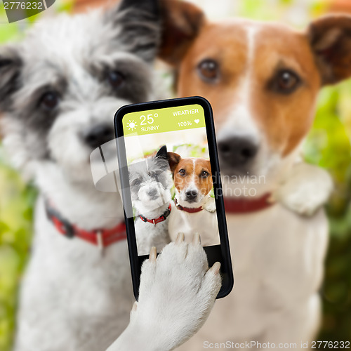 Image of selfie dogs