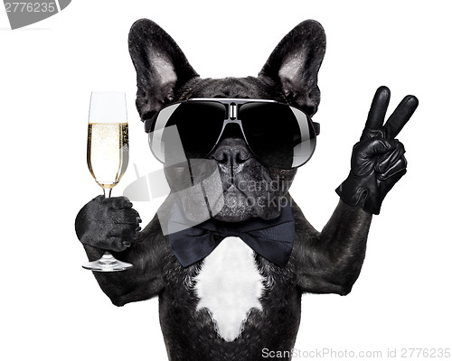 Image of cocktail dog 