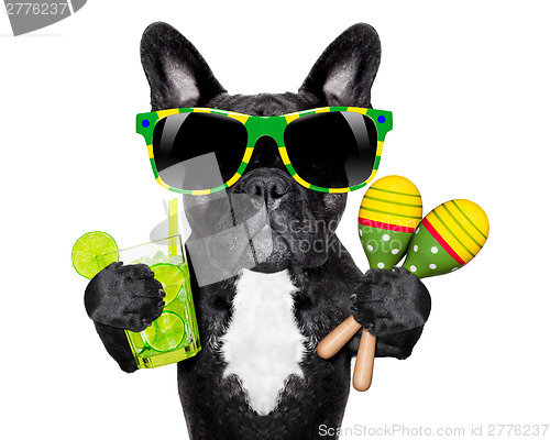 Image of brazilian french bulldog