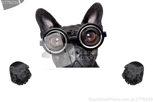 Image of crazy french bulldog with banner